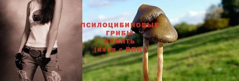 даркнет телеграм  закладка  Абдулино  Галлюциногенные грибы Magic Shrooms 